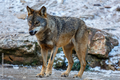 Iberian wolf with wrinkled snout and showing teeth. Canis lupus signatus. Iberian Wolf Center. Zamora, Spain.
