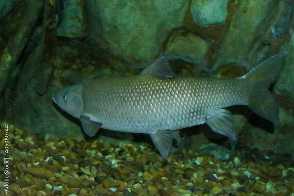 Cacho ibérico. Squalius pyrenaicus, especie española y portuguesa en peligro por la pérdida de hábitat, ríos de agua intermitente en el clima mediterráneo de estos dos países. Cacho ibérico. Squalius pyrenaicus, especie española y portuguesa en peligro por la pérdida de hábitat, ríos de agua intermitente en el clima mediterráneo de estos dos países.