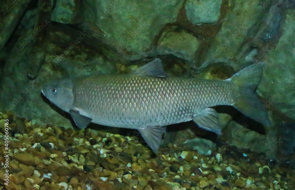 Fototapeta premium Cacho ibérico. Squalius pyrenaicus, especie española y portuguesa en peligro por la pérdida de hábitat, ríos de agua intermitente en el clima mediterráneo de estos dos países.