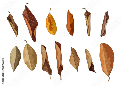  colour brown dry leaf paint on white background illustration vector photo