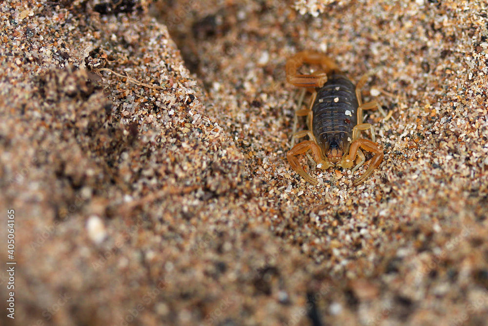Little scorpion in Essaouira, Morocco beach