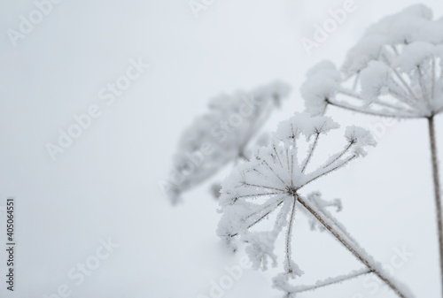 Snow-covered reeds against the blue sky