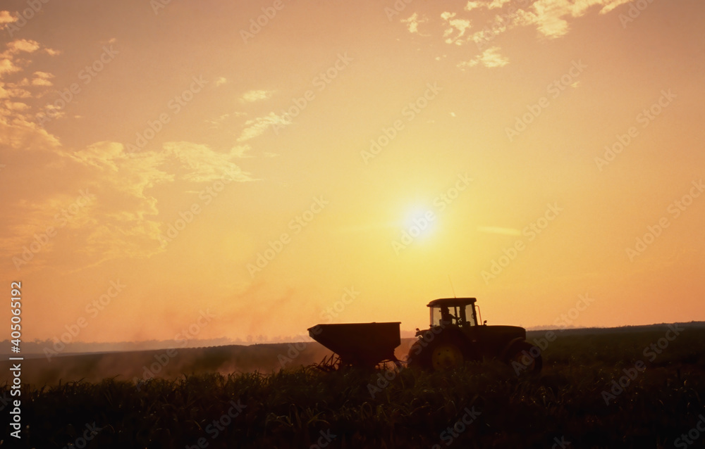 Tractor passing through pineapple crop spreading fertiliser Tractor passing through pineapple crop spreading fertiliser