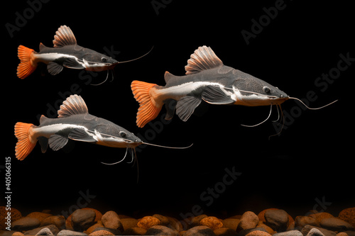 Underwater photography of The Red Tail Catfish (Phractocephalus hemiliopterus). This tropical fish is native to the Amazon, Orinoco, and Essequibo river basins of South America.  photo