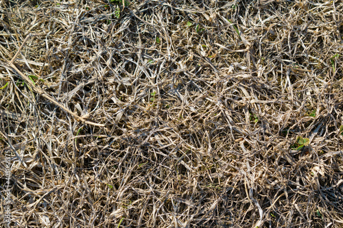 Dry last year's grass in early spring. Light brown stems and leaves. photo