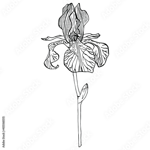 Iris flower. Floral botanical flower. Isolated illustration element. Vector hand drawing wildflower for background, texture, wrapper pattern, frame or border.