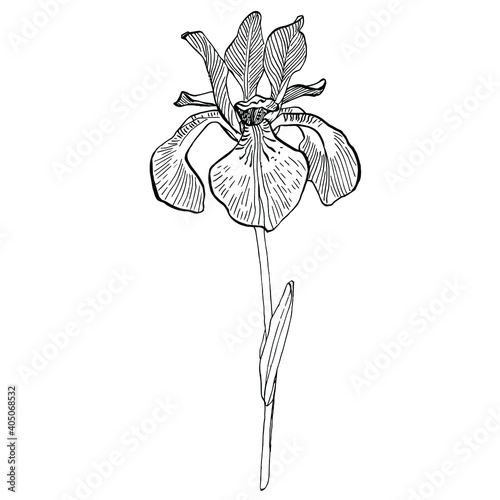 Iris flower. Floral botanical flower. Isolated illustration element. Vector hand drawing wildflower for background, texture, wrapper pattern, frame or border.