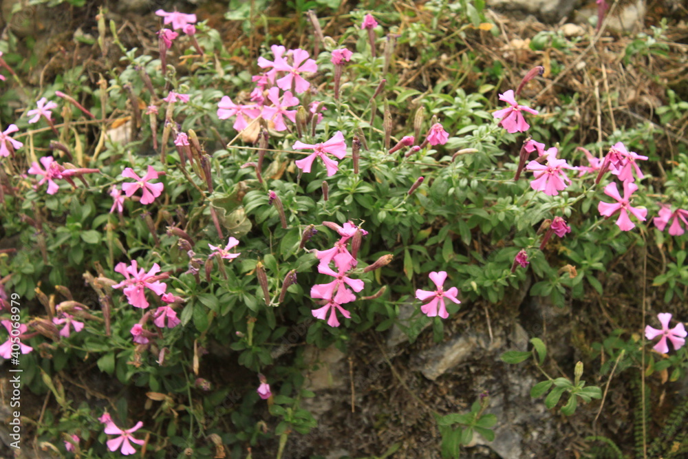 pink flowers in the garden pink flowers in the garden