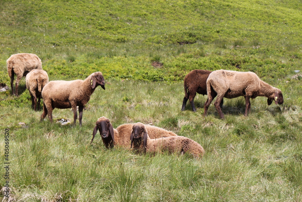 Fototapeta premium Sheep grazing in the Austrian Alps