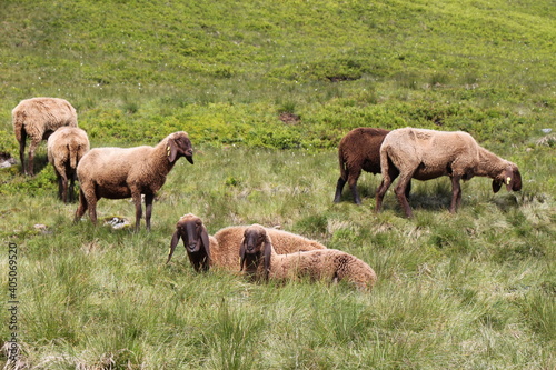 Sheep grazing in the Austrian Alps © Robirensi