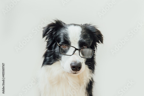 Funny studio portrait of smiling puppy dog border collie in eyeglasses isolated on white background. Little dog gazing in glasses. Back to school. Cool nerd style. Funny pets animals life concept. © Юлия Завалишина