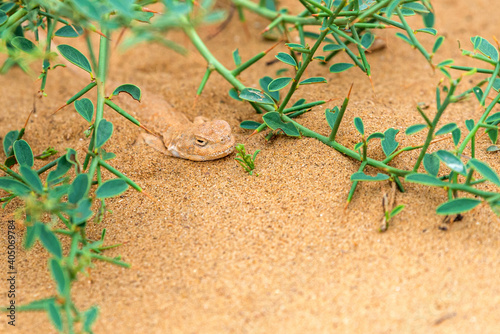 Spotted toad-headed Agama buried hiding in steppe sand photo