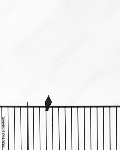 Grayscale photography of bird perching on rail