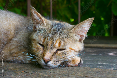 cat sleeps on a bench in the early morning photo