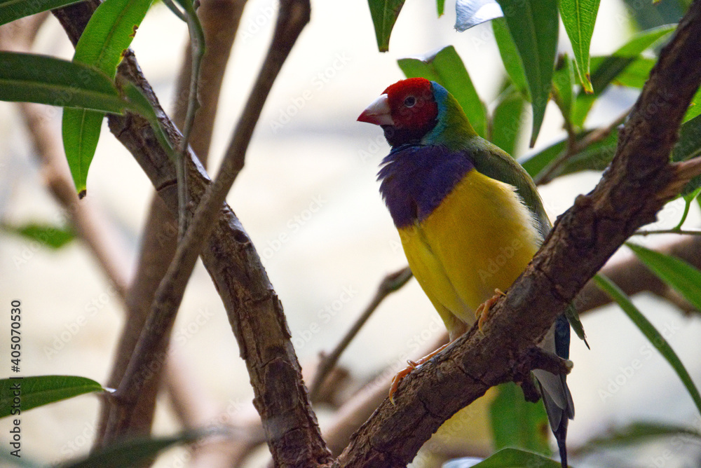Fototapeta premium Vogel 2