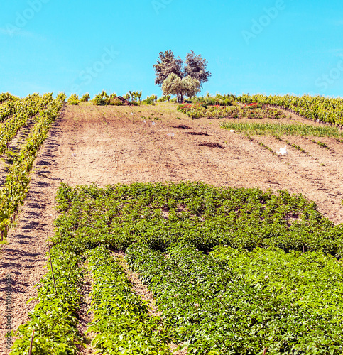 Vineyards in Cadiz on a sunny day photo