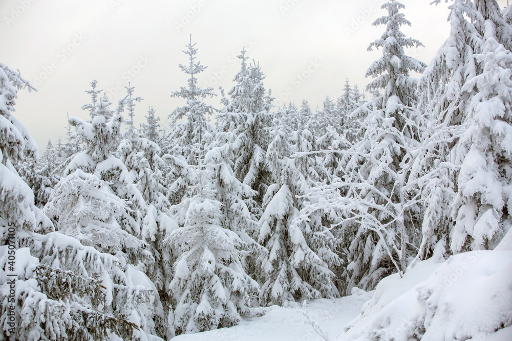 Beautiful winter scenic snowy landscape,trees