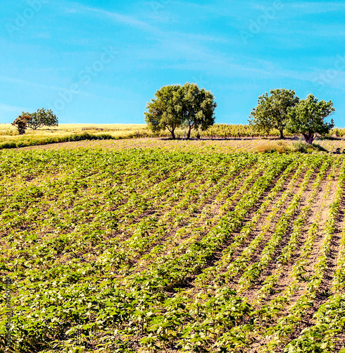 Vineyards in Cadiz on a sunny day photo