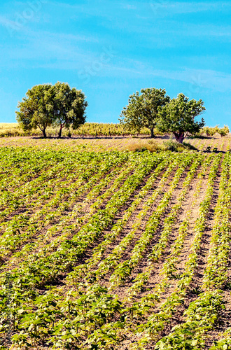 Vineyards in Cadiz on a sunny day
