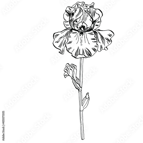 Iris flower. Floral botanical flower. Isolated illustration element. Vector hand drawing wildflower for background, texture, wrapper pattern, frame or border.