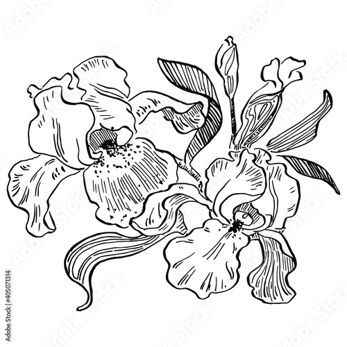 Iris flower. Floral botanical flower. Isolated illustration element. Vector hand drawing wildflower for background, texture, wrapper pattern, frame or border.