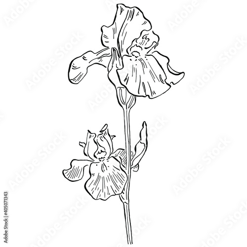 Iris flower. Floral botanical flower. Isolated illustration element. Vector hand drawing wildflower for background, texture, wrapper pattern, frame or border.