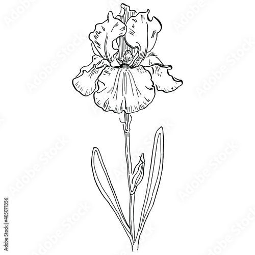 Iris flower. Floral botanical flower. Isolated illustration element. Vector hand drawing wildflower for background, texture, wrapper pattern, frame or border.