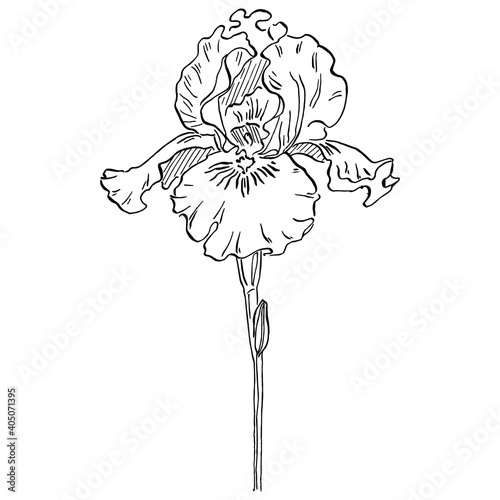 Iris flower. Floral botanical flower. Isolated illustration element. Vector hand drawing wildflower for background, texture, wrapper pattern, frame or border.