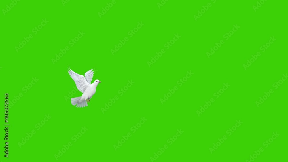 stock.adobe.com
