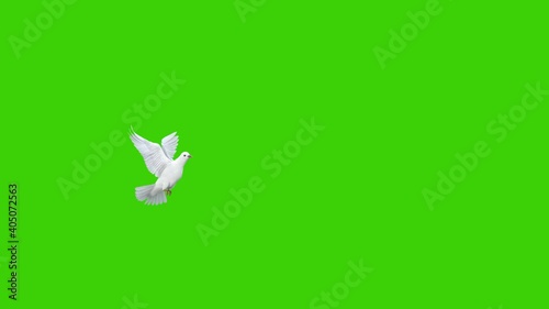 Animation of a white pigeon taking off in slow motion in a green screen background, used in sky background composition