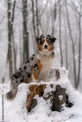 australian shepherd dog sitting in snow on tree © Christian
