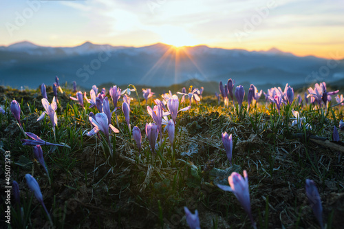 Fototapeta Naklejka Na Ścianę i Meble -  Crocus flowers in the mountains and sunset