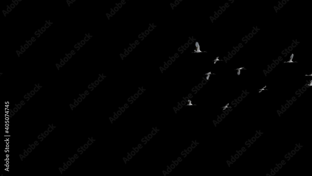 A flock of red-crowned cranes with white feathers flying fast, Alpha animation, used in scene composition