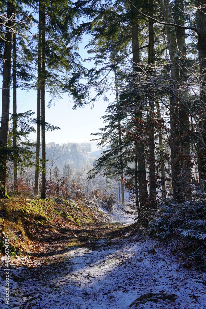 Wald, Baum, Natur Idylle, Ruhe, Einsam Wald, Baum, Natur Idylle, Ruhe, Einsam
