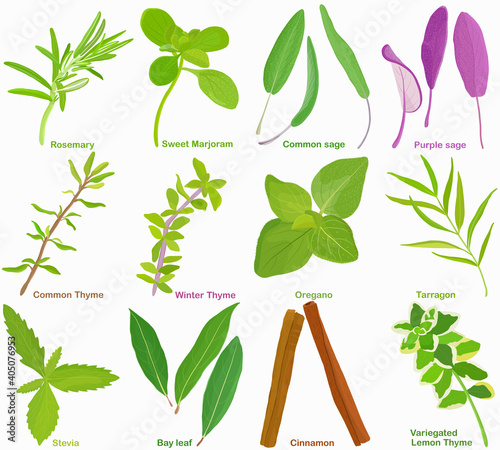 Vector of aromatic Herb, vegetable - Rosemary Sweet Marjoram Sage Thyme Oregano Tarragon Stevia Bay leaf Cinnamon. Healthy ingredients. Colorful set of food illustration