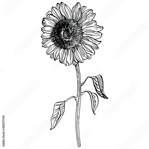 Sunflower flower. Floral botanical flower. Isolated illustration element. Vector hand drawing wildflower for background, texture, wrapper pattern, frame or border.