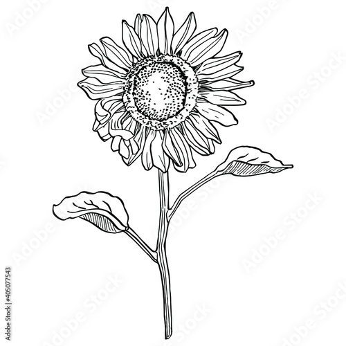 Sunflower flower. Floral botanical flower. Isolated illustration element. Vector hand drawing wildflower for background, texture, wrapper pattern, frame or border.