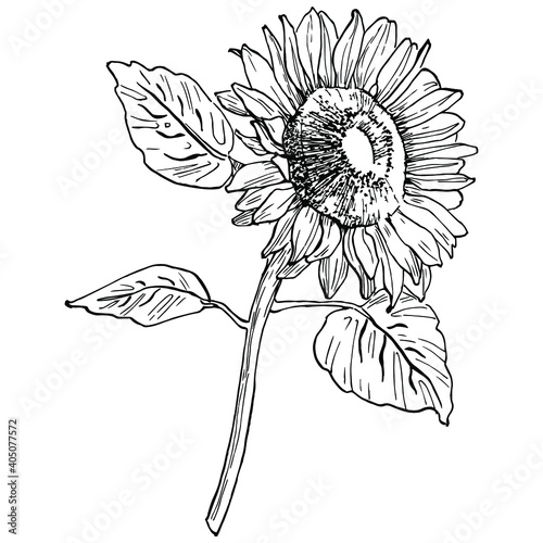 Sunflower flower. Floral botanical flower. Isolated illustration element. Vector hand drawing wildflower for background, texture, wrapper pattern, frame or border.