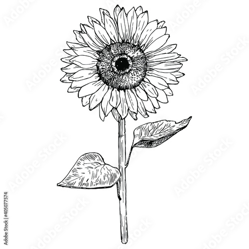 Sunflower flower. Floral botanical flower. Isolated illustration element. Vector hand drawing wildflower for background, texture, wrapper pattern, frame or border.