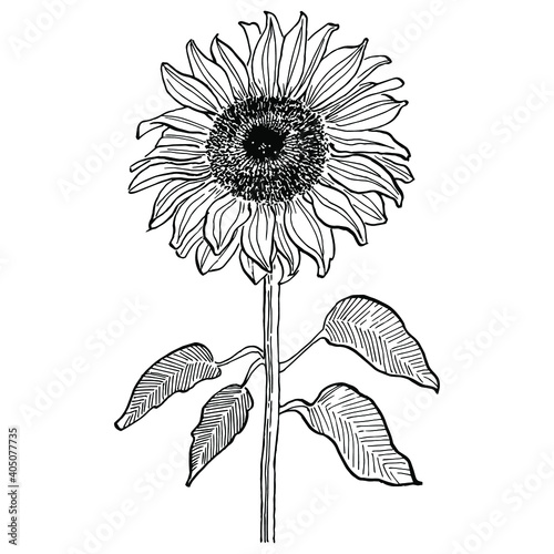 Sunflower flower. Floral botanical flower. Isolated illustration element. Vector hand drawing wildflower for background, texture, wrapper pattern, frame or border.