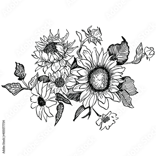 Sunflower flower. Floral botanical flower. Isolated illustration element. Vector hand drawing wildflower for background, texture, wrapper pattern, frame or border.