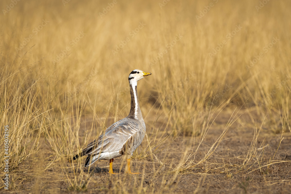 bar headed goose closeup in open grassland and field during winter migration at forest of cental india - anser indicus