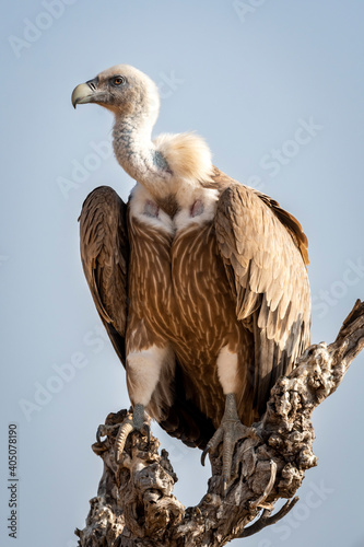 Griffon vulture or Eurasian Griffon or Gyps fulvus closeup or portrait perched on tree during winter migration at desert national park jaisalmer Rajasthan India photo