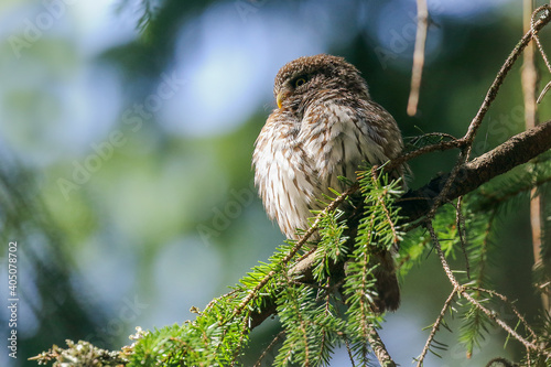 Schilderij op canvas Eurasian Pygmy Owl