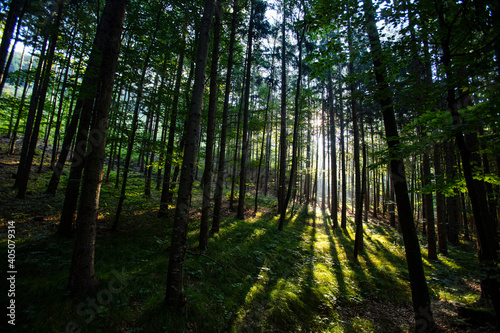 sun rays in green forest