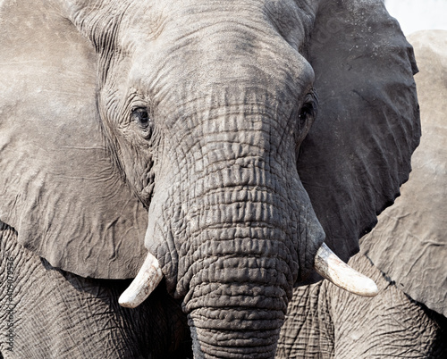 Portrait of an African elephant (Loxodonta africana), Namibia