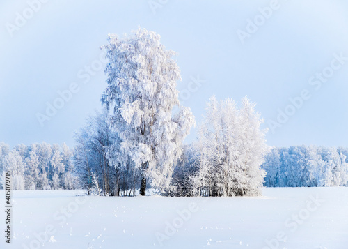 A view of the woods on a snowy field in winter in Siberia, Russia