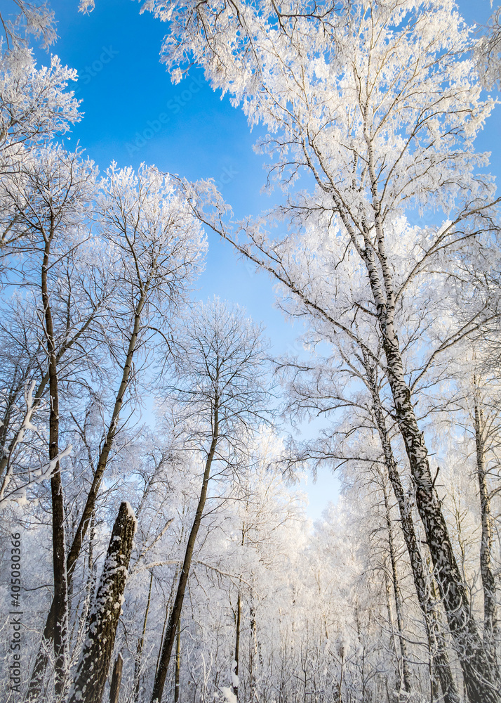 Birch trees in winter wild forest in Siberia, Russia