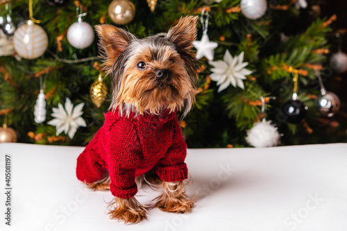 Cute Yorkshire terrier dog with Christmas tree in background