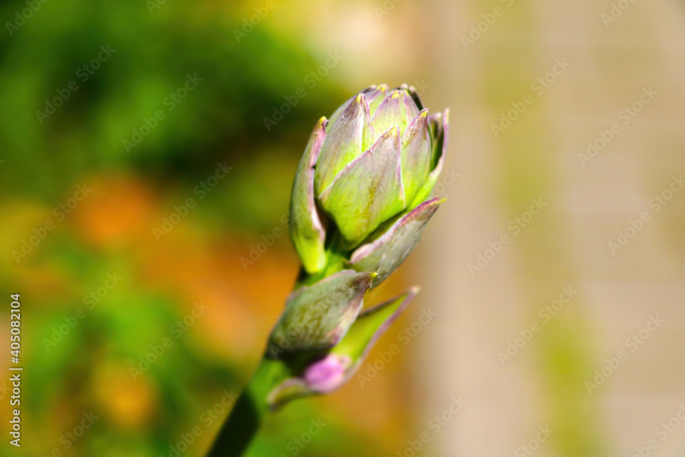 Close-up of a blossoming flower in spring in the garden. Close-up of a blossoming flower in spring in the garden.
